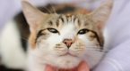 Волгоградские ученые доказали, что кошачье урчание нормализует сердечный ритм и давление.